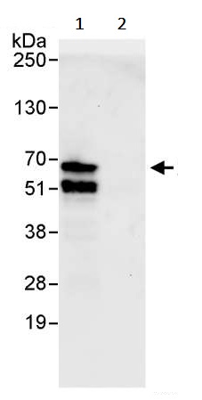 Immunoprecipitation - Anti-ATF2 antibody (AB245407), expandable thumbnail