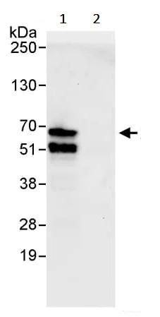 Immunoprecipitation - Anti-ATF2 antibody (AB245407)