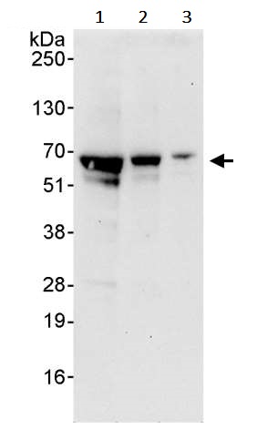 Western blot - Anti-ATF2 antibody (AB245407), expandable thumbnail