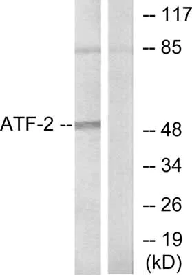 Western blot - Anti-ATF2 antibody (AB47476)