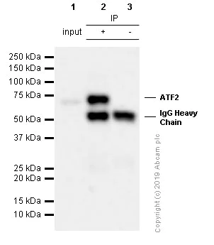 Immunoprecipitation - Anti-ATF2 antibody [E242] - BSA and Azide free (AB284666)