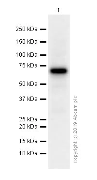 Western blot - Anti-ATF2 antibody [E242] - BSA and Azide free (AB284666)