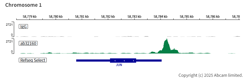 ChIC/CUT&RUN sequencing - Anti-ATF2 antibody [E243] - BSA and Azide free (ab247240), expandable thumbnail