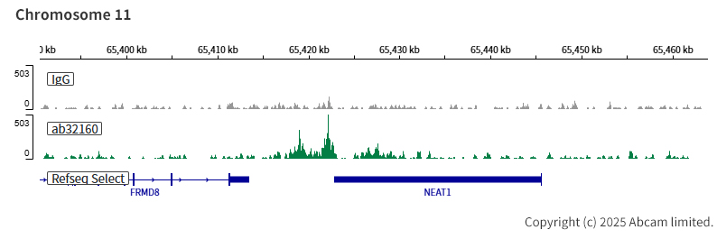 ChIC/CUT&RUN sequencing - Anti-ATF2 antibody [E243] - BSA and Azide free (ab247240), expandable thumbnail