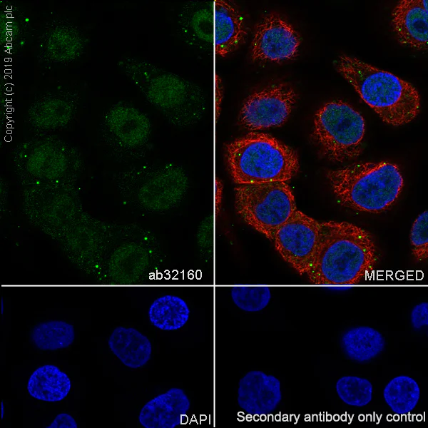 Immunocytochemistry/ Immunofluorescence - Anti-ATF2 antibody [E243] - BSA and Azide free (AB247240)