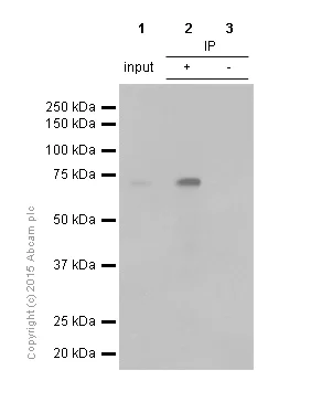 Immunoprecipitation - Anti-ATF2 antibody [E243] - BSA and Azide free (AB247240)