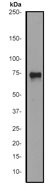 Western blot - Anti-ATF2 antibody [E243] - BSA and Azide free (AB247240)