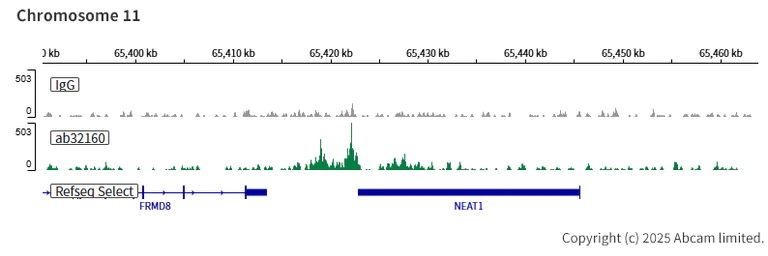 ChIC/CUT&RUN sequencing - Anti-ATF2 antibody [E243] - ChIP Grade (AB32160)