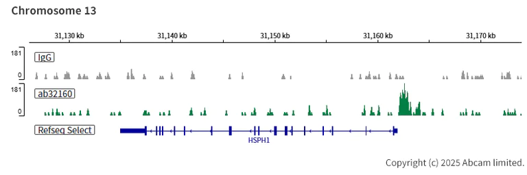 ChIC/CUT&RUN sequencing - Anti-ATF2 antibody [E243] - ChIP Grade (AB32160)