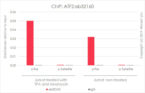 ChIP - Anti-ATF2 antibody [E243] - ChIP Grade (AB32160)