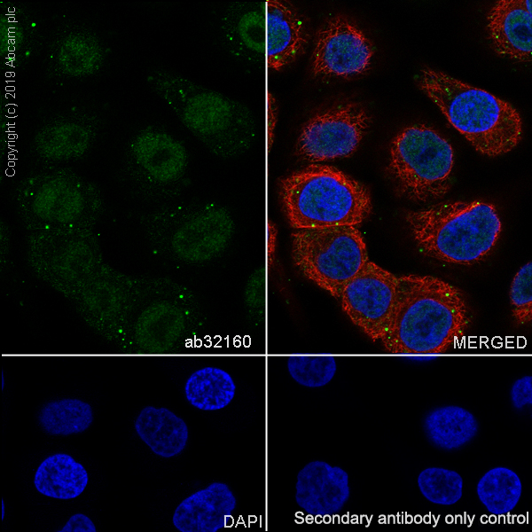 Immunocytochemistry/ Immunofluorescence - Anti-ATF2 antibody [E243] - ChIP Grade (AB32160)