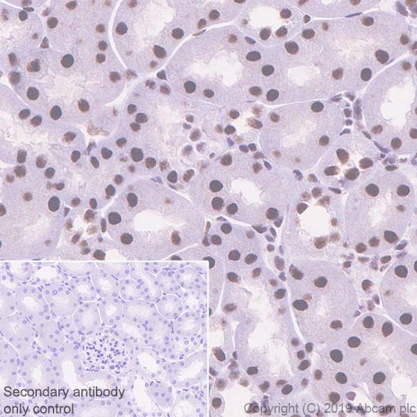 Immunohistochemistry (Formalin/PFA-fixed paraffin-embedded sections) - Anti-ATF2 antibody [EPR22938-114] (ab239361), expandable thumbnail
