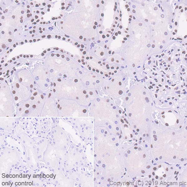 Immunohistochemistry (Formalin/PFA-fixed paraffin-embedded sections) - Anti-ATF2 antibody [EPR22938-114] (ab239361), expandable thumbnail