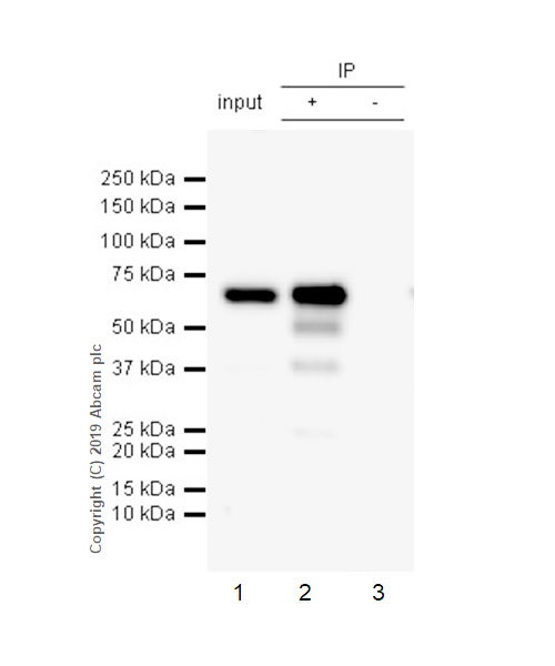 Immunoprecipitation - Anti-ATF2 antibody [EPR22938-114] (AB239361), expandable thumbnail