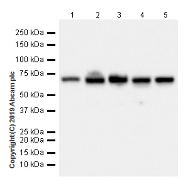 Western blot - Anti-ATF2 antibody [EPR22938-114] (AB239361), expandable thumbnail