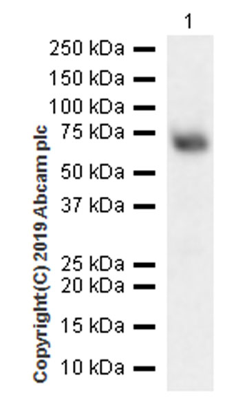 Western blot - Anti-ATF2 antibody [EPR22938-114] (AB239361), expandable thumbnail