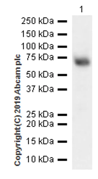 Western blot - Anti-ATF2 antibody [EPR22938-114] (AB239361)