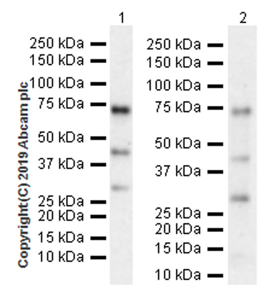 Western blot - Anti-ATF2 antibody [EPR22938-114] (AB239361), expandable thumbnail