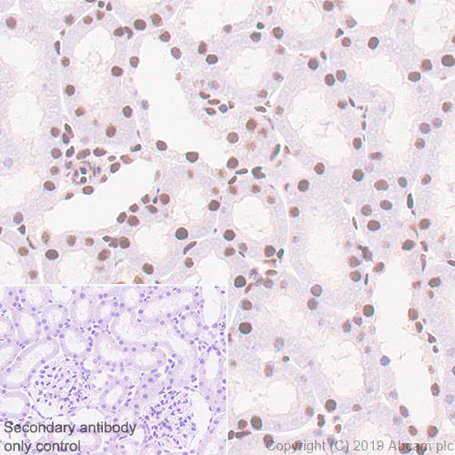 Immunohistochemistry (Formalin/PFA-fixed paraffin-embedded sections) - Anti-ATF2 antibody [EPR22938-114] - BSA and Azide free (AB256820)