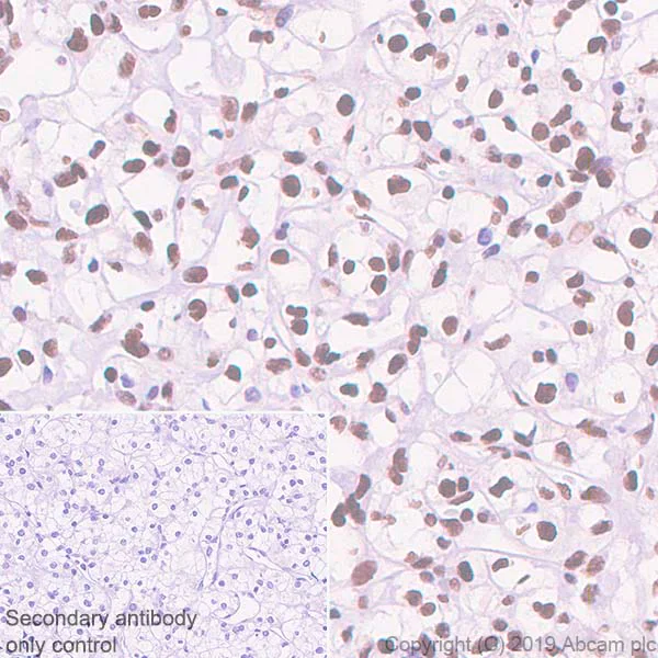 Immunohistochemistry (Formalin/PFA-fixed paraffin-embedded sections) - Anti-ATF2 antibody [EPR22938-114] - BSA and Azide free (AB256820)