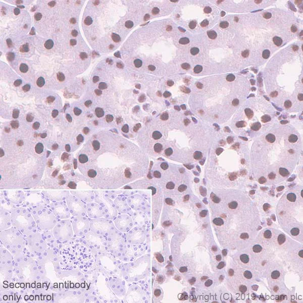 Immunohistochemistry (Formalin/PFA-fixed paraffin-embedded sections) - Anti-ATF2 antibody [EPR22938-114] - BSA and Azide free (AB256820)