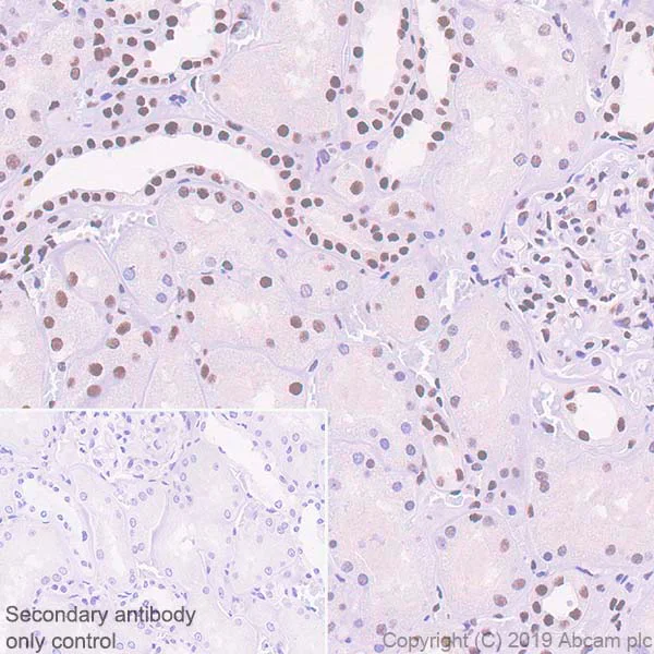 Immunohistochemistry (Formalin/PFA-fixed paraffin-embedded sections) - Anti-ATF2 antibody [EPR22938-114] - BSA and Azide free (AB256820)