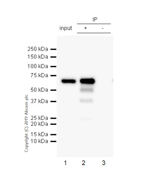 Immunoprecipitation - Anti-ATF2 antibody [EPR22938-114] - BSA and Azide free (AB256820)