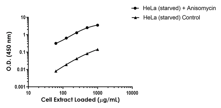 Sandwich ELISA - Anti-ATF2 antibody [EPR22938-114] - BSA and Azide free (Capture) (AB308569)