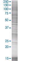 SDS-PAGE - ATF2 overexpression 293T lysate (whole cell) (AB94192), expandable thumbnail