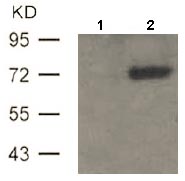 Western blot - Anti-ATF2 (phospho T51 + T69) antibody (AB131106)