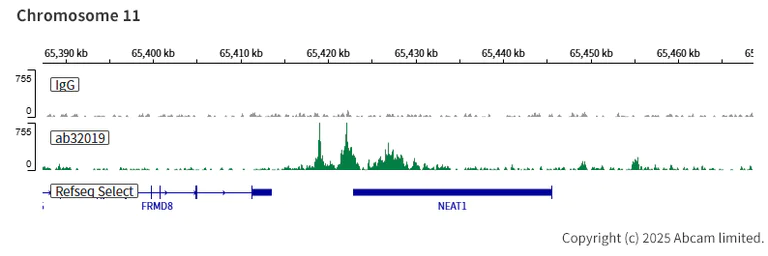 ChIC/CUT&RUN sequencing - Anti-ATF2 (phospho T71) antibody [E268] (AB32019)