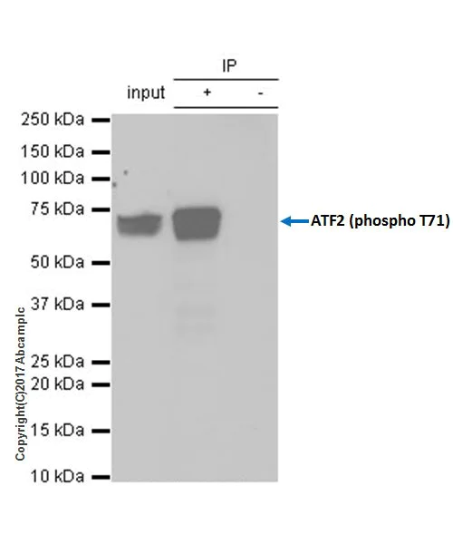 Immunoprecipitation - Anti-ATF2 (phospho T71) antibody [E268] (AB32019)