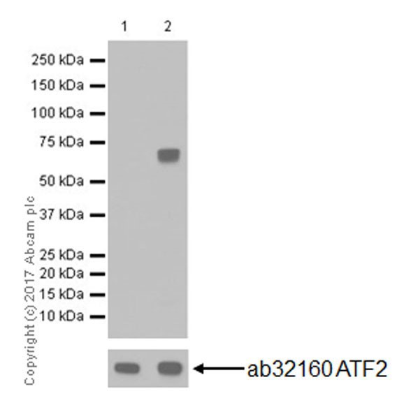 Western blot - Anti-ATF2 (phospho T71) antibody [E268] (AB32019)