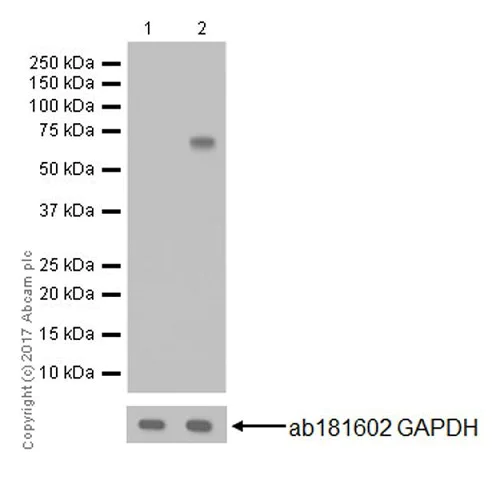 Western blot - Anti-ATF2 (phospho T71) antibody [E268] (AB32019)