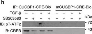 Western blot - Anti-ATF2 (phospho T71) antibody [E268] (AB32019)