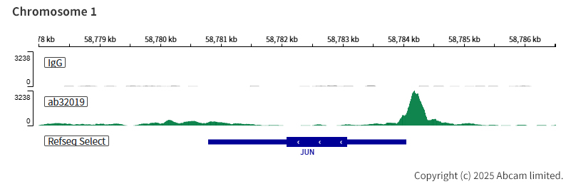 ChIC/CUT&RUN sequencing - Anti-ATF2 (phospho T71) antibody [E268] - BSA and Azide free (AB242381), expandable thumbnail