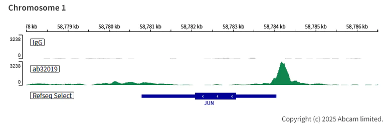 ChIC/CUT&RUN sequencing - Anti-ATF2 (phospho T71) antibody [E268] - BSA and Azide free (AB242381)