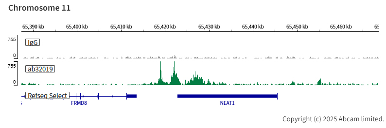 ChIC/CUT&RUN sequencing - Anti-ATF2 (phospho T71) antibody [E268] - BSA and Azide free (ab242381), expandable thumbnail