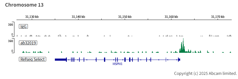 ChIC/CUT&RUN sequencing - Anti-ATF2 (phospho T71) antibody [E268] - BSA and Azide free (AB242381), expandable thumbnail