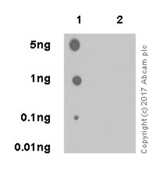 Dot Blot - Anti-ATF2 (phospho T71) antibody [E268] - BSA and Azide free (AB242381), expandable thumbnail
