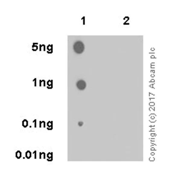 Dot Blot - Anti-ATF2 (phospho T71) antibody [E268] - BSA and Azide free (AB242381)