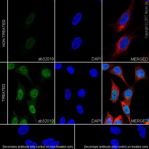 Immunocytochemistry/ Immunofluorescence - Anti-ATF2 (phospho T71) antibody [E268] - BSA and Azide free (AB242381)