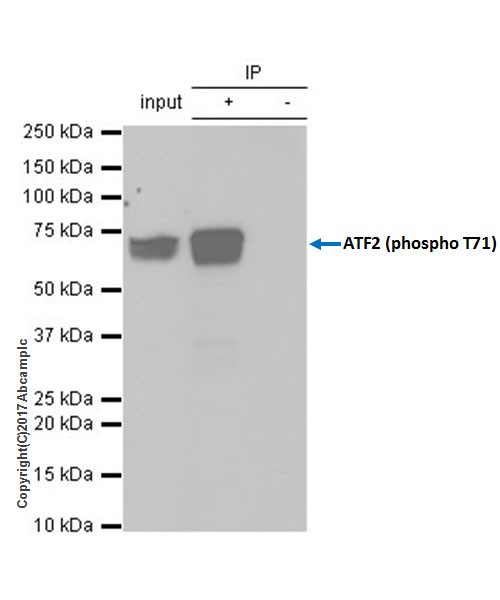Immunoprecipitation - Anti-ATF2 (phospho T71) antibody [E268] - BSA and Azide free (AB242381), expandable thumbnail