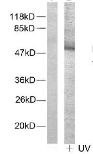 Western blot - Anti-ATF2 (phospho T71 + T53) antibody (AB28812)