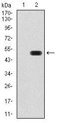 Western blot - Anti-ATF3 antibody [5A9B9] (AB233797)