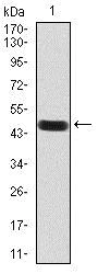 Western blot - Anti-ATF3 antibody [5A9B9] (AB233797)