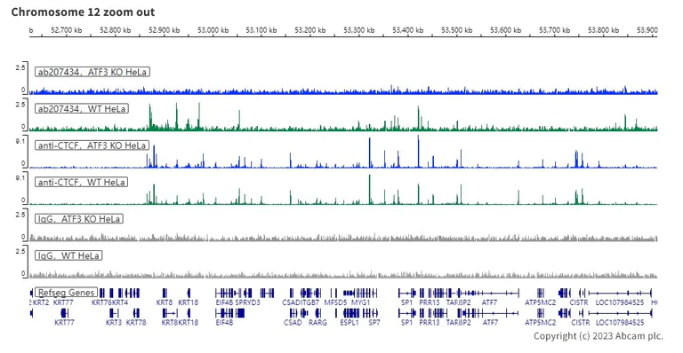 ChIC/CUT&RUN sequencing - Anti-ATF3 antibody [EPR19488] - BSA and Azide free (AB232375)