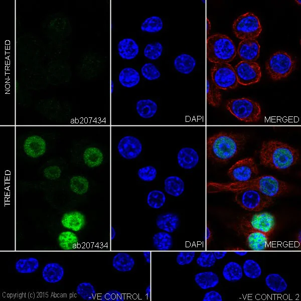Immunocytochemistry/ Immunofluorescence - Anti-ATF3 antibody [EPR19488] - BSA and Azide free (AB232375)