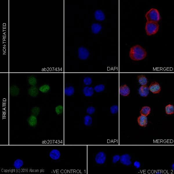 Immunocytochemistry/ Immunofluorescence - Anti-ATF3 antibody [EPR19488] - BSA and Azide free (AB232375)