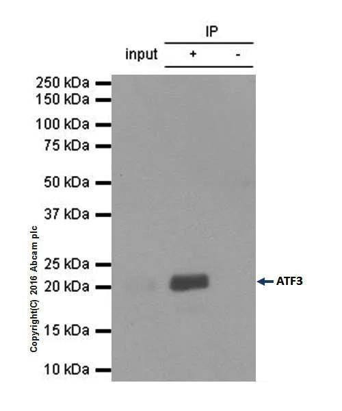 Immunoprecipitation - Anti-ATF3 antibody [EPR19488] - BSA and Azide free (AB232375)